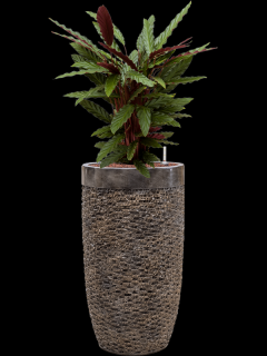 Calathea rufibarba Wavestar v obalu Baq Luxe Lite Universe Laye - hydroponie, průměr 38 cm  Kalatea