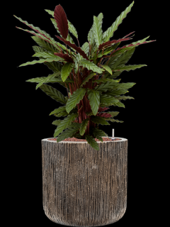 Calathea rufibarba Wavestar v obalu Baq Luxe Lite Universe Wate - hydroponie, průměr 40 cm  Kalatea