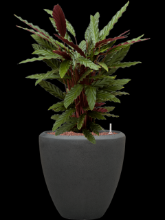 Calathea rufibarba Wavestar v obalu Baq Polystone Plain - hydroponie, průměr 40 cm  Kalatea