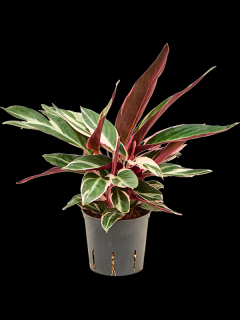 Calathea Triostar, průměr 13 cm - hydroponie  Kalatea