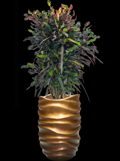 Croton (Codiaeum) variegatum Mammi v obalu Baq Gradient Lee - hydroponie, průměr 40 cm  Kroton, podivec pestrý