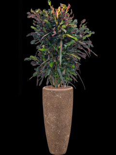 Croton (Codiaeum) variegatum Mammi v obalu Baq Polystone Plain - hydroponie, průměr 30 cm  Kroton, podivec pestrý