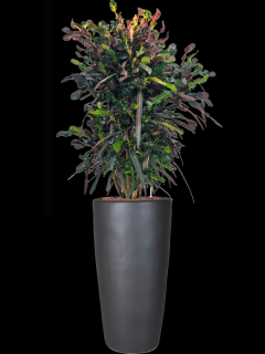 Croton (Codiaeum) variegatum Mammi v obalu Plain - hydroponie, průměr 36 cm  Kroton, podivec pestrý