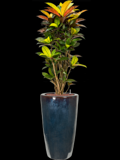 Croton (Codiaeum) variegatum Mrs. Iceton v obalu Plain - hydroponie, průměr 36 cm  Kroton, podivec pestrý
