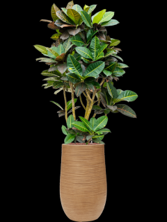 Croton (Codiaeum) variegatum Petra v obalu Baq Dune - hydroponie, průměr 35 cm  Kroton, podivec pestrý
