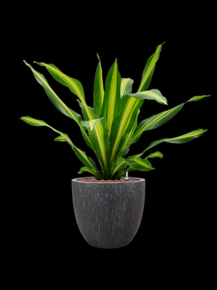 Dracaena fragrans Burley v obalu Baq Raindrop - hydroponie, průměr 37 cm  Dracéna vonná, dračinec