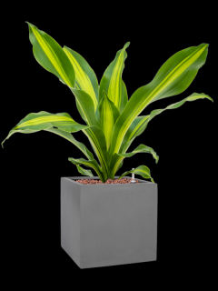 Dracaena fragrans Burley v obalu Natural - hydroponie, průměr 20 cm  Dracéna vonná, dračinec