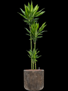 Dracaena fragrans Cintho v obalu Baq Luxe Lite Universe - hydroponie, průměr 40 cm  Dracéna vonná, dračinec