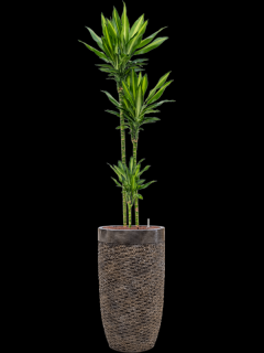 Dracaena fragrans Cintho v obalu Baq Luxe Lite Universe Layer - hydroponie, průměr 38 cm  Dracéna vonná, dračinec