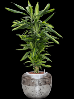 Dracaena fragrans Cintho v obalu Baq Opus Raw - hydroponie, průměr 38 cm  Dracéna vonná, dračinec
