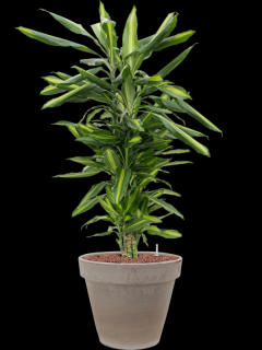 Dracaena fragrans Cintho v obalu Terra Cotta - hydroponie, průměr 35 cm  Dracéna vonná, dračinec