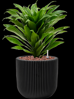 Dracaena fragrans Compacta v obalu Capi Nature Groove - hydroponie, průměr 17 cm  Dracéna vonná, dračinec