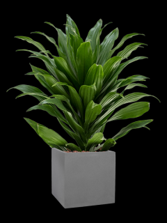 Dracaena fragrans Compacta v obalu Natural - hydroponie, průměr 20 cm  Dracéna vonná, dračinec