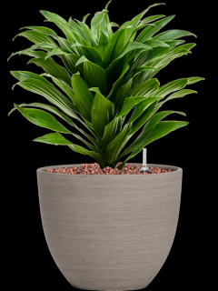 Dracaena fragrans Compacta v obalu Refined - hydroponie, průměr 18 cm  Dracéna vonná, dračinec