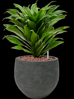 Dracaena fragrans Compacta v obalu Rough - hydroponie, průměr 18 cm  Dracéna vonná, dračinec