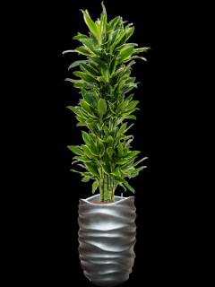 Dracaena fragrans Golden Coast v obalu Baq Gradient Lee - hydroponie, průměr 40 cm  Dracéna vonná, dračinec