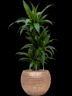 Dracaena fragrans Janet Craig v obalu Baq Opus Hammered - hydroponie, průměr 40 cm  Dracéna vonná, dračinec