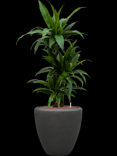 Dracaena fragrans Janet Craig v obalu Baq Polystone Plain - hydroponie, průměr 40 cm  Dracéna vonná, dračinec