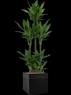 Dracaena fragrans Janet Lind v obalu Baq Line-Up - hydroponie, průměr 48 cm  Dracéna vonná, dračinec