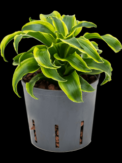 Dracaena fragrans Tornado, průměr 13 cm - hydroponie  Dracéna vonná, dračinec