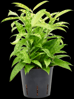 Dracaena surculosa Mike, průměr 13 cm  - hydroponie  Dracéna, dračinec šlahounovitý