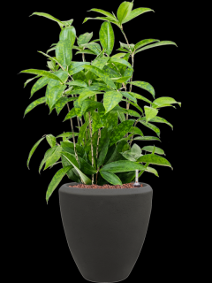 Dracaena surculosa v obalu Baq Polystone Plain - hydroponie, průměr 24 cm  Dracéna, dračinec šlahounovitý