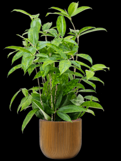 Dracaena surculosa v obalu Capi Nature Groove - hydroponie, průměr 24 cm  Dracéna, dračinec šlahounovitý