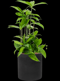 Dracaena surculosa v obalu Rough - hydroponie, průměr 20 cm  Dracéna, dračinec šlahounovitý
