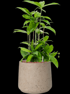 Dracaena surculosa v obalu Rough - hydroponie, průměr 23 cm  Dracéna, dračinec šlahounovitý