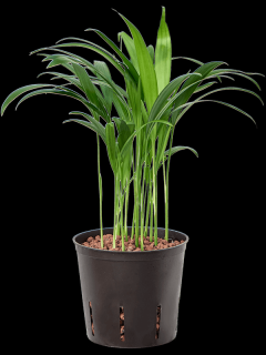 Dypsis lutescens (Areca), průměr 13 cm - hydroponie  Palma areková