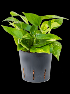 Epipremnum Aureum, průměr 13 cm - hydroponie  Epipremnum, šplhavník
