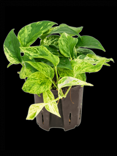 Epipremnum Marble Queen, průměr 13 cm - hydroponie  Epipremnum, šplhavník