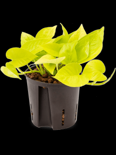 Epipremnum Neon (Golden Potos), průměr 13 cm - hydroponie  Epipremnum, šplhavník