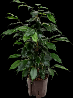 Ficus benjamina Danielle, průměr 13 cm - hydroponie  Fíkovník drobnolistý