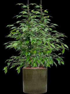 Ficus benjamina Danita v obalu Cylinder - hydroponie, průměr 30 cm  Fíkovník drobnolistý