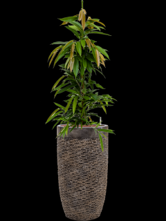 Ficus binnendijkii Amstel King v obalu Baq Luxe Lite Universe - hydroponie, průměr 38 cm  Fíkus Ali