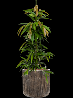 Ficus binnendijkii Amstel King v obalu Baq Luxe Lite Universe - hydroponie, průměr 40 cm  Fíkus Ali