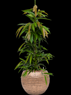 Ficus binnendijkii Amstel King v obalu Baq Opus Hammered - hydroponie, průměr 40 cm  Fíkus Ali
