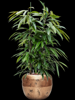 Ficus binnendijkii Amstel King v obalu Baq Opus Raw - hydroponie, průměr 50 cm  Fíkus Ali