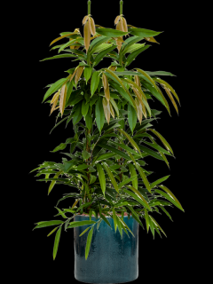 Ficus binnendijkii Amstel King v obalu Cylinder - hydroponie, průměr 30 cm  Fíkus Ali