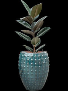 Ficus elastica Abidjan v obalu Laos - hydroponie, průměr 44 cm  Fíkovník pryžodárný, Fíkovník, Gumovník