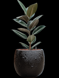 Ficus elastica Abidjan v obalu Marly - hydroponie, průměr 30 cm  Fíkovník pryžodárný, Fíkovník, Gumovník