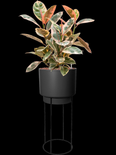 Ficus elastica Belize v obalu B. For Studio - hydroponie, průměr 29 cm  Fíkovník pryžodárný, Fíkovník, Gumovník