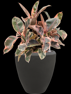 Ficus elastica Belize v obalu Baq Polystone Plain - hydroponie, průměr 24 cm  Fíkovník pryžodárný, Fíkovník, Gumovník
