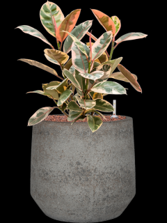 Ficus elastica Belize v obalu Cement & Stone - hydroponie, průměr 32 cm  Fíkovník pryžodárný, Fíkovník, Gumovník