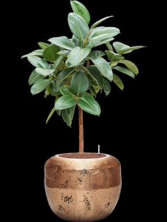 Ficus elastica Robusta v obalu Baq Opus Raw - hydroponie, průměr 50 cm  Fíkovník pryžodárný, Fíkovník, Gumovník