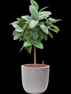 Ficus elastica Robusta v obalu Capi Nature Groove NL - hydroponie, průměr 43 cm  Fíkovník pryžodárný, Fíkovník, Gumovník