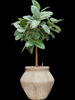 Ficus elastica Robusta v obalu Mineral - hydroponie, průměr 46 cm  Fíkovník pryžodárný, Fíkovník, Gumovník