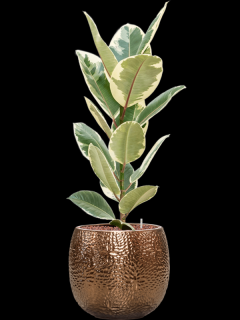 Ficus elastica Tineke v obalu Marly - hydroponie, průměr 30 cm  Fíkovník pryžodárný, Fíkovník, Gumovník