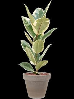 Ficus elastica Tineke v obalu Terra Cotta - hydroponie, průměr 35 cm  Fíkovník pryžodárný, Fíkovník, Gumovník